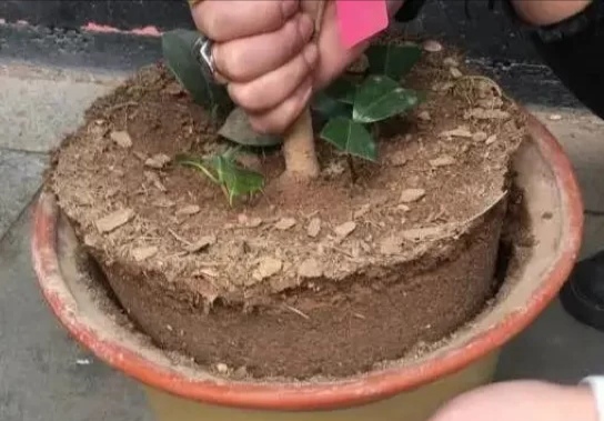 盆土硬得像石頭？澆碗自制的肥水，讓土壤松軟得像面包，種啥啥活