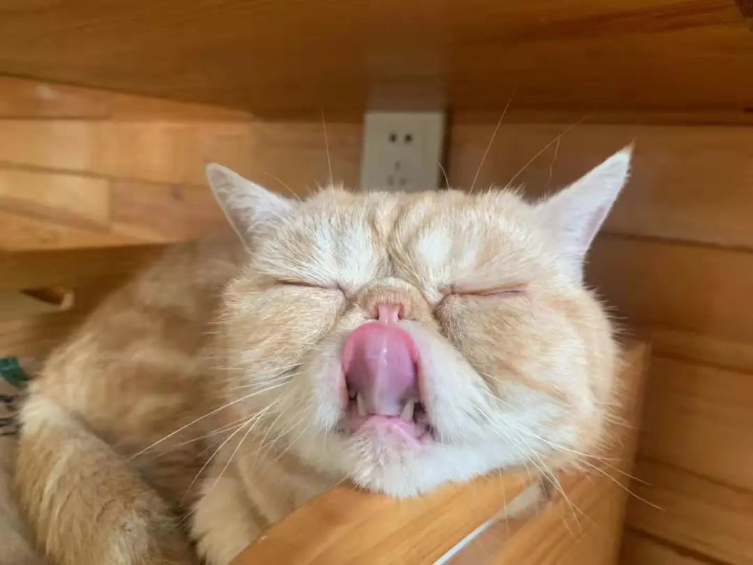 我可是拥有“三岁画老”天赋的小猫咪