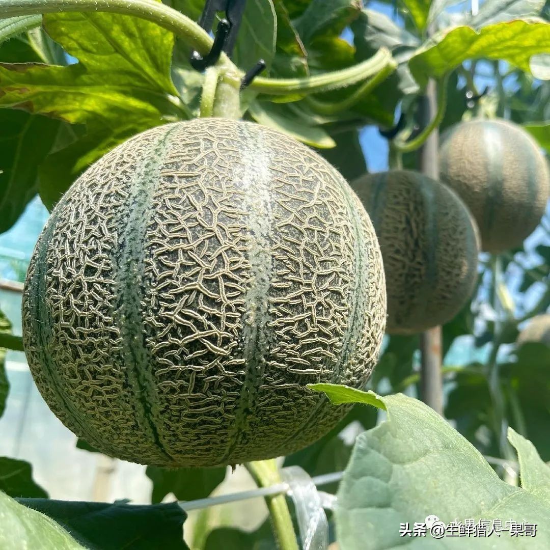 哈密瓜、蜜瓜、网纹瓜、香瓜、羊角蜜傻傻分不清？看完就明白了