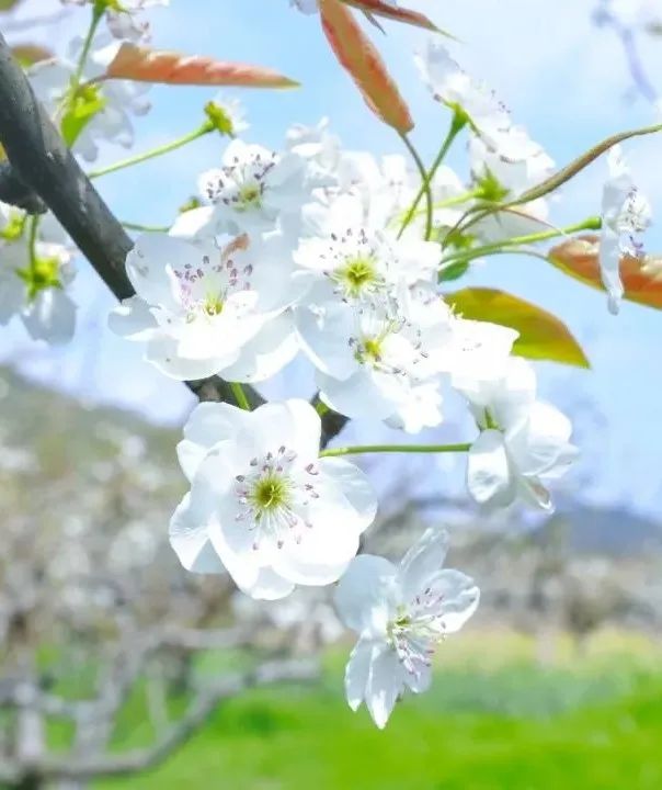 百花深处是庐江，邀您云赏春日梨花