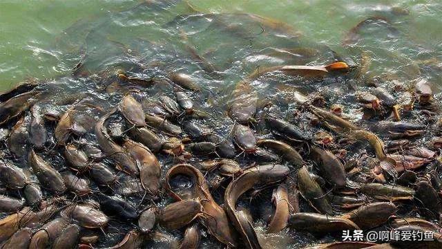 胡子鲶鱼图片(埃及胡子鲶入侵华南) - 赤虎壹号