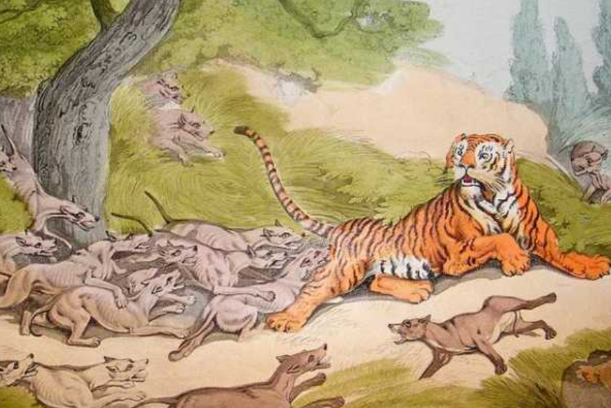 被称为"猛兽之首",连老虎都杀?