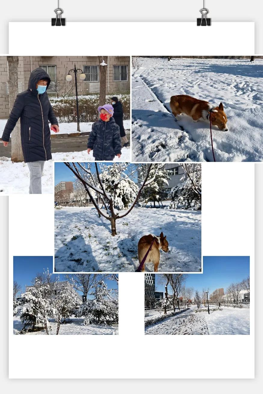 《雪后》叶建华诗文丨清晨的雪后小公园