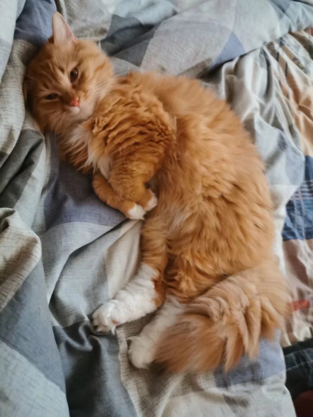 训练1只狗收费2万？宠物学校那么赚钱，为什么很少有人开？