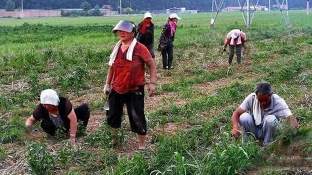 哭泣的乡村：一个中国农大研究生的回乡日记