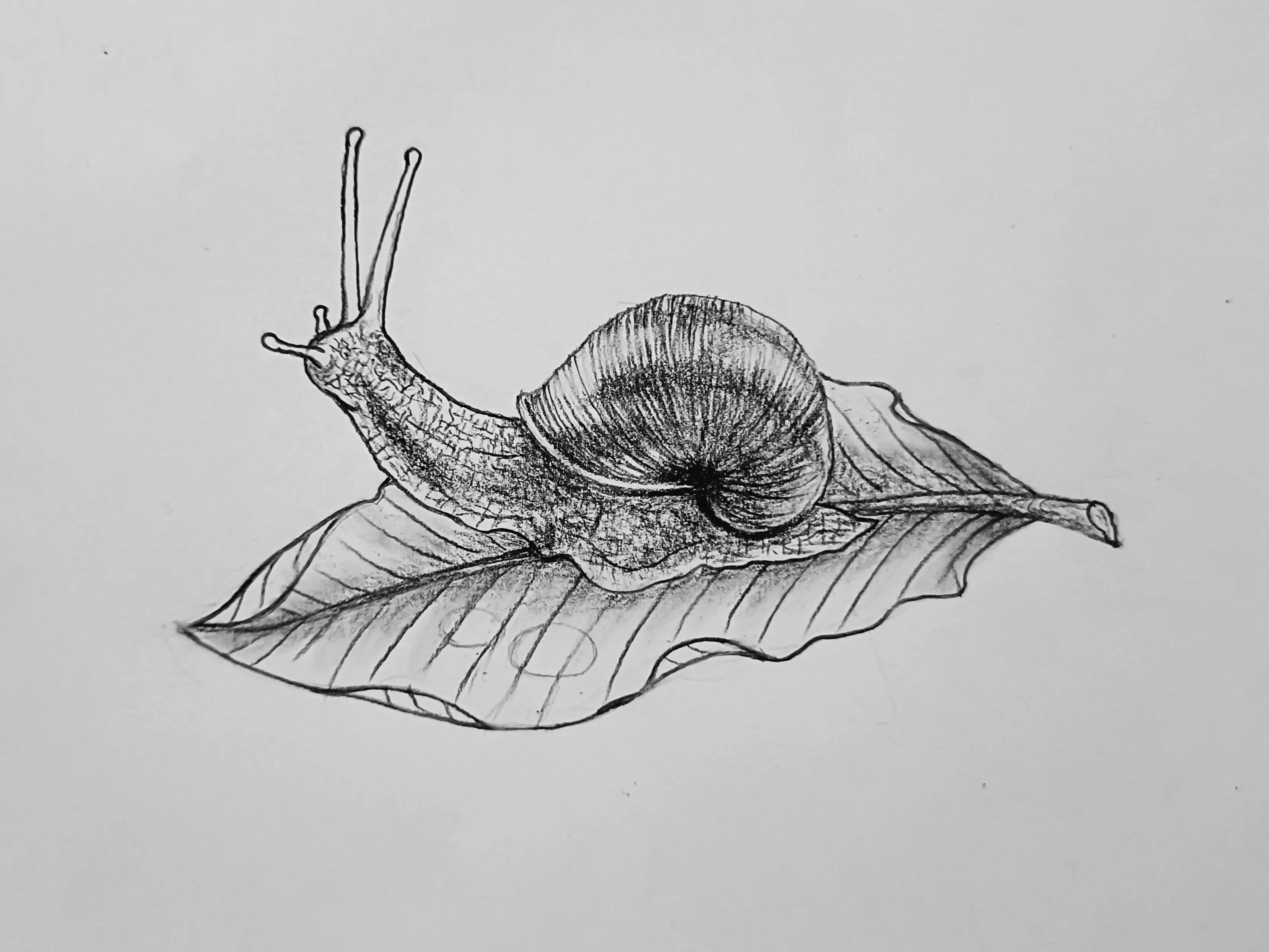 这是世界牙齿最多的动物你信吗?