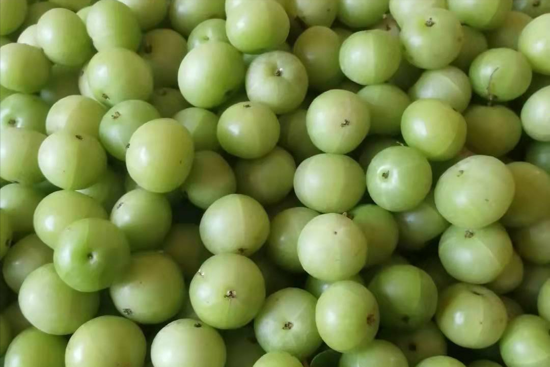 甘果怎么种 甘果的种植方法