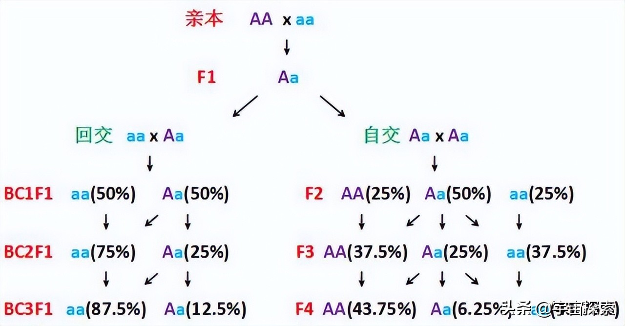 人类禁止近亲结婚，为何故意让狗子回交？甚至品种越纯越好？