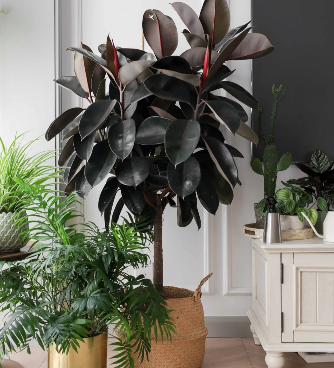 大型植物好养排行(客厅最适合养大型绿植,这6种新型植物,好看好养护