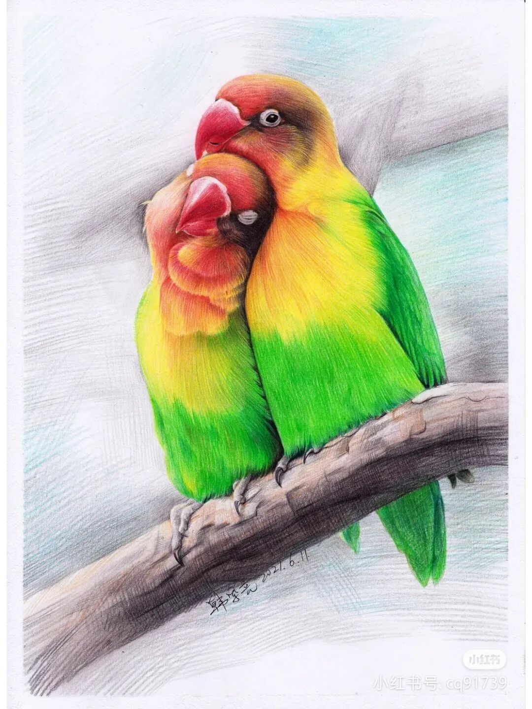 彩铅绘画素材—身披彩翼，心有灵犀一点通，五彩斑斓的鸟儿彩铅画