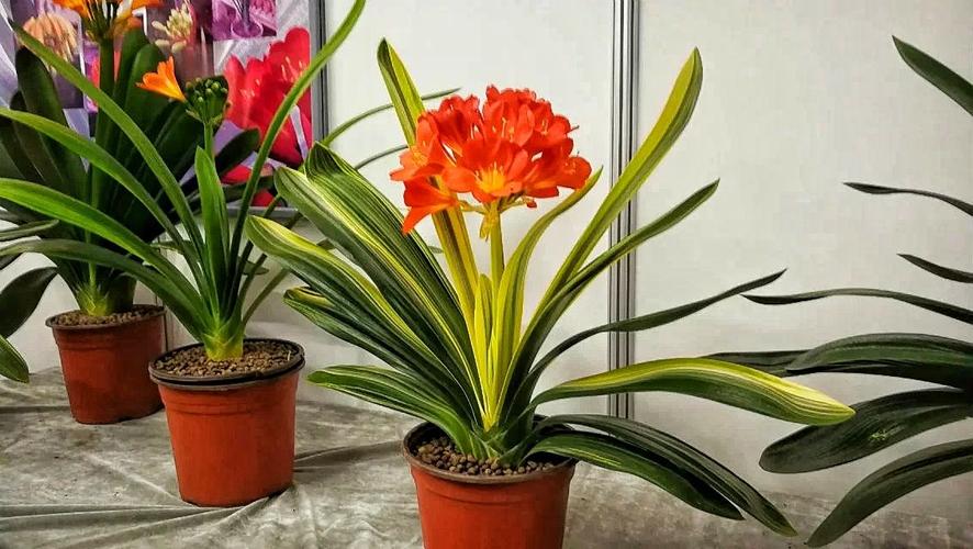 鲜花在屋里放，花旺人也旺！想要“旺人旺家”，养花首选这10种