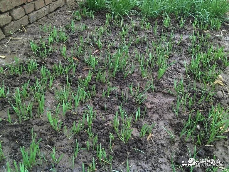 打开春天的模式，再好不过是将荠菜、蒲公英等野菜时蔬端上餐桌