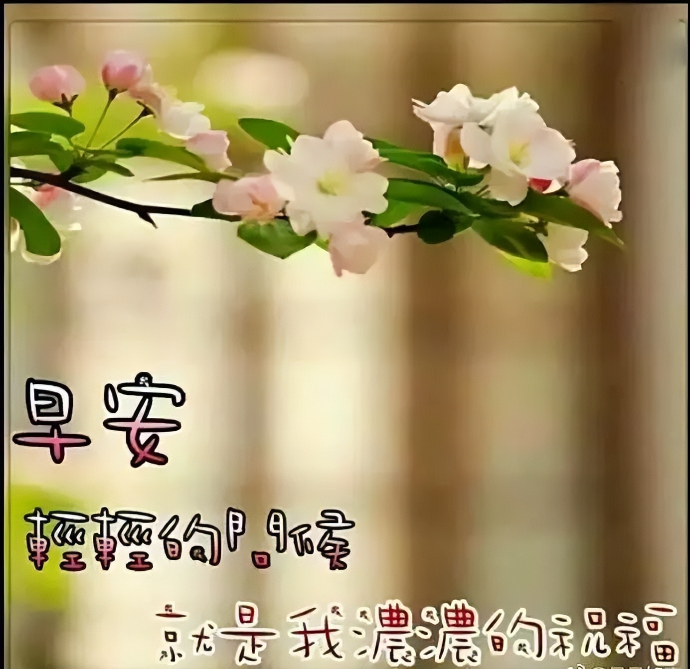 2022非常漂亮的早上好问候图片 创意好看的鲜花早上好祝福图片合集图片