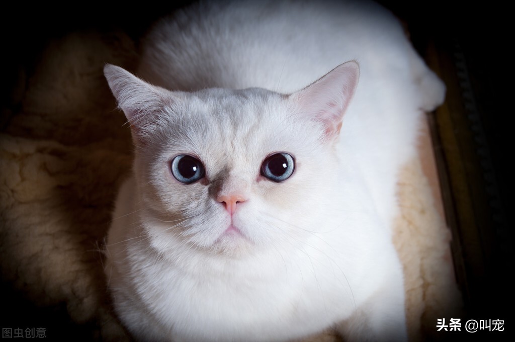 猫咪“忠心”排行榜，养到一只，就值了
