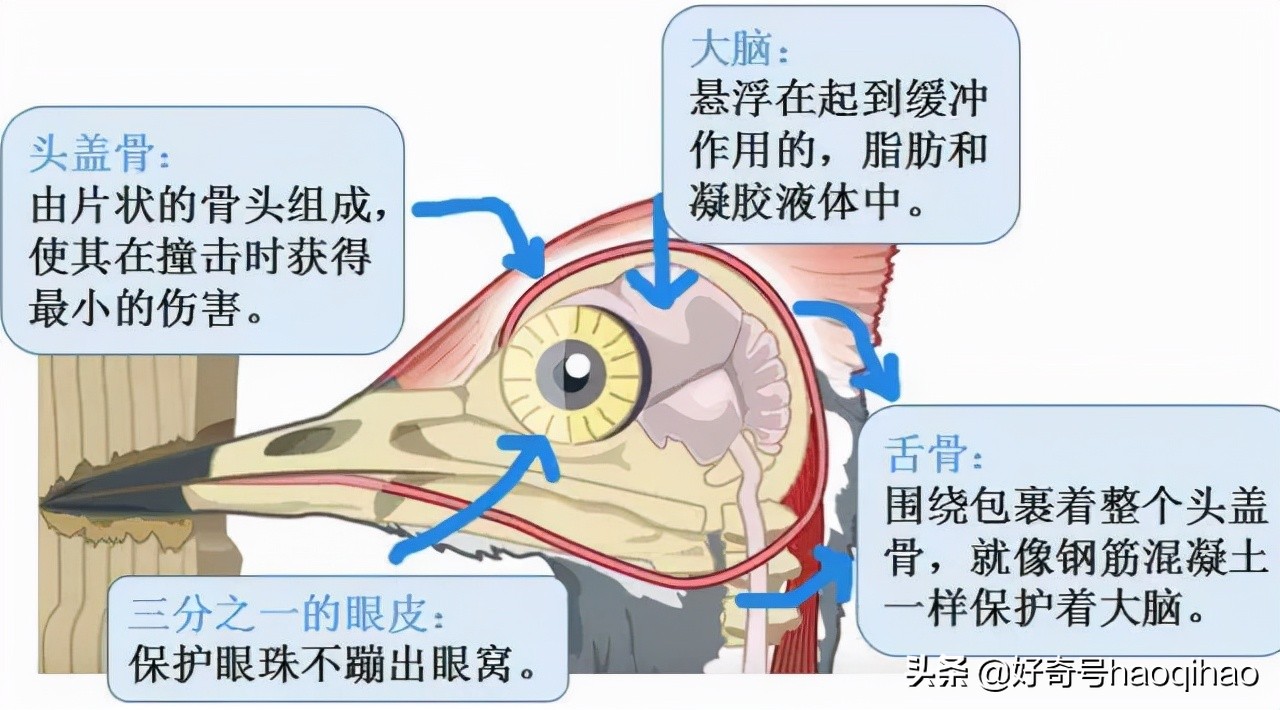 1秒啄木次 啄木鳥為什麼不會腦震蕩 天天看點