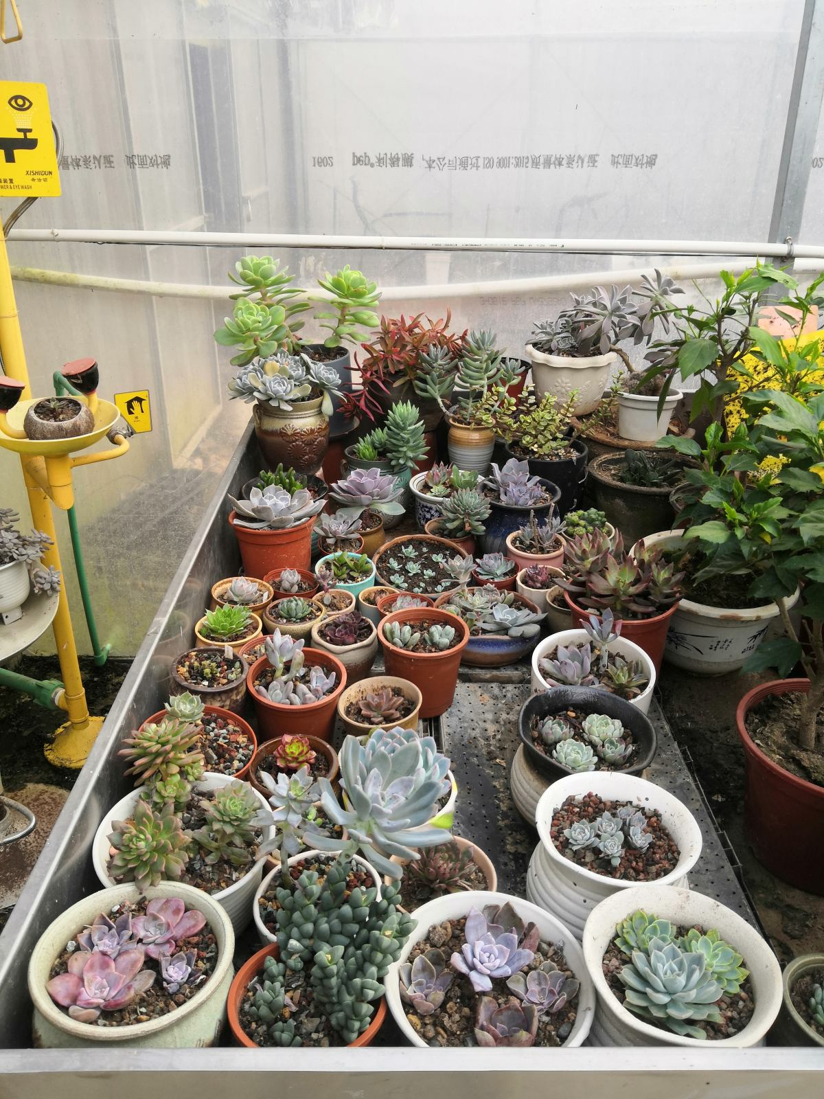 花都开好了歌词 花都开好了歌词she 今日头条娱乐新闻网