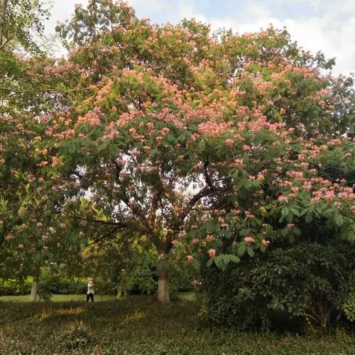 《合欢树》阅读理解示例