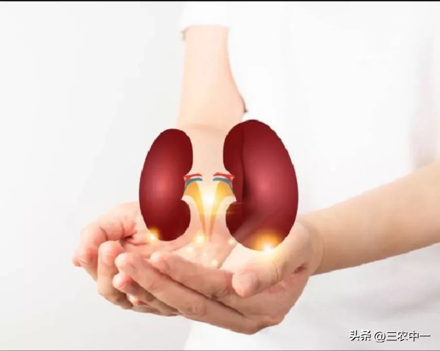 肾炎患者可以吃蛋白质食物么(认为肾炎病人不能吃含蛋白质的食物的观点是错误的、片面的)