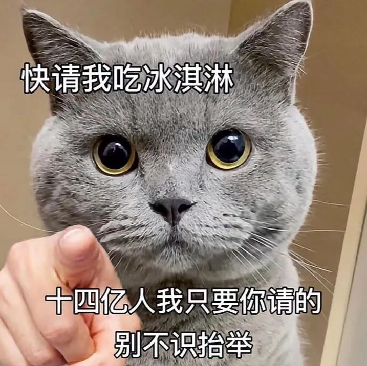 小猫咪问号脸表情包