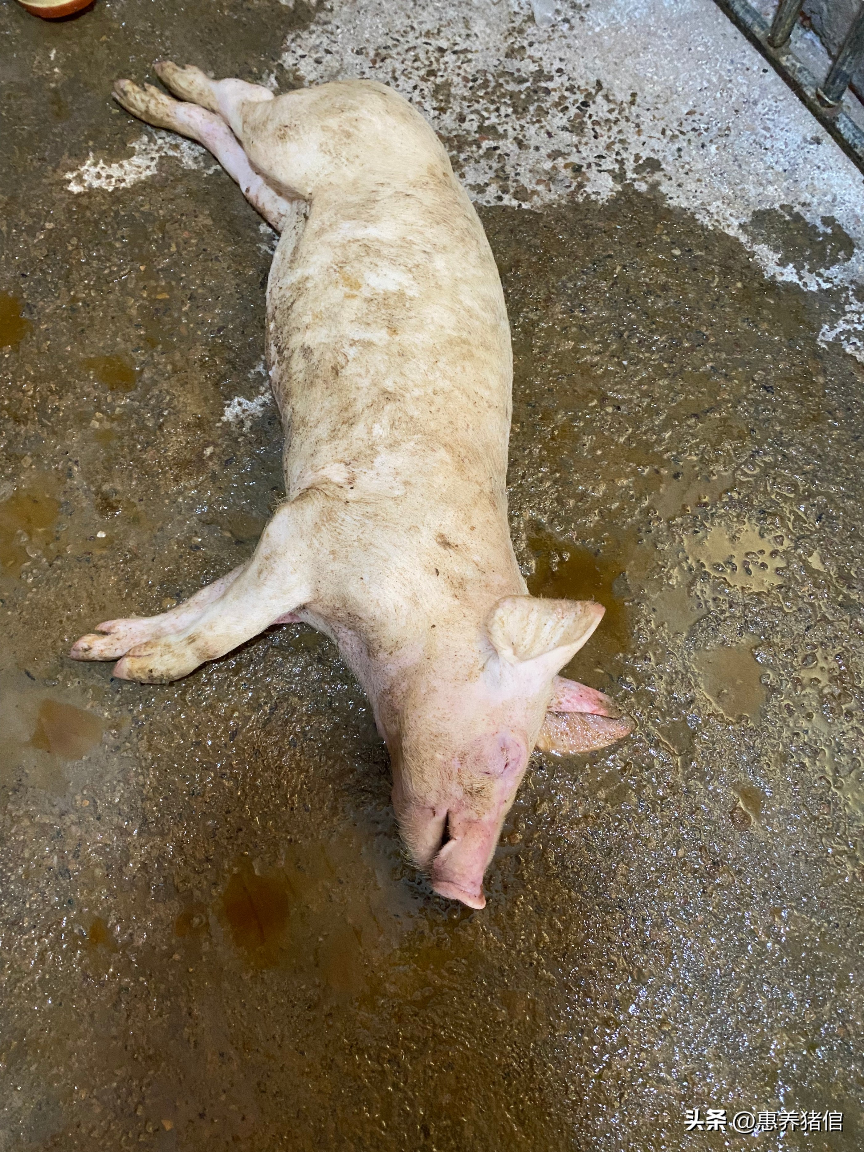 欢迎点击 关注[握手]带您养猪不迷路[左上][左上]持续分享畜禽养殖