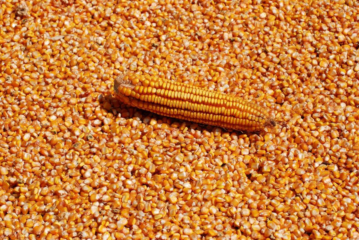 玉米期货价格大跳水，跌破2600种植成本！玉米现货也将跟跌？