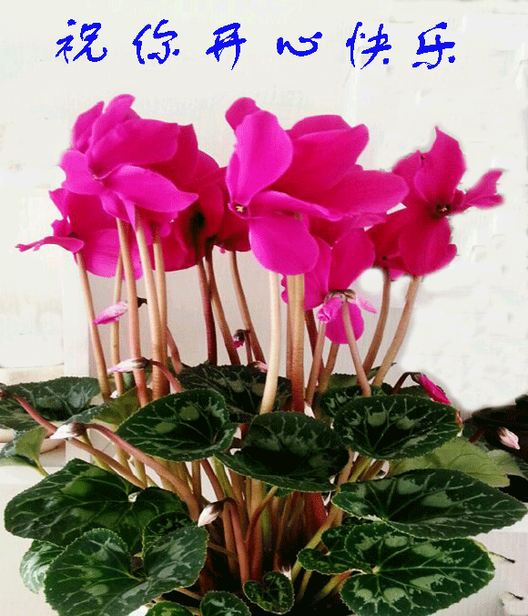 今日更新早上好表情包 早安问候祝福语句子，早安一生愿你好图片
