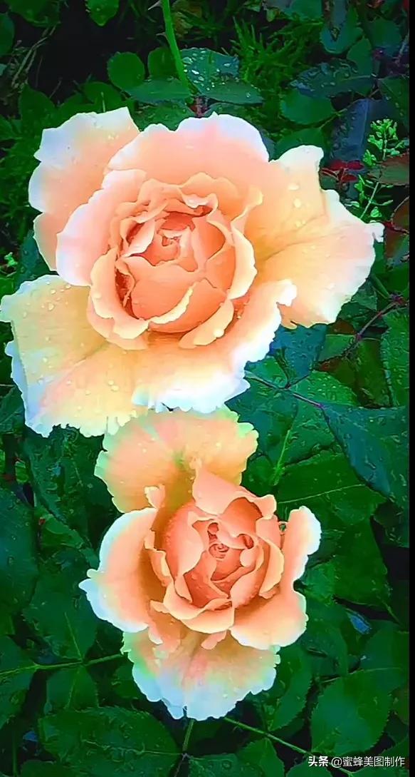 春天的风景图片(春天的风景图片竖屏)