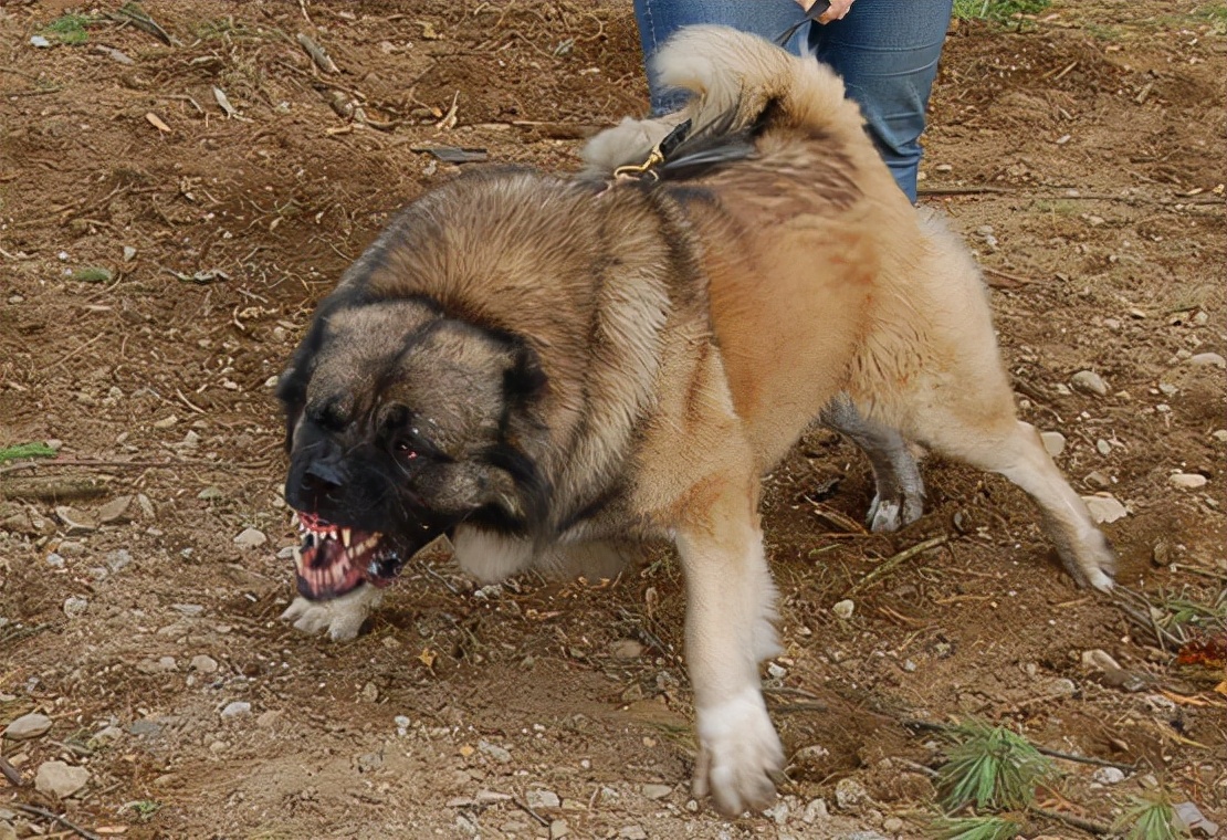坎高犬vs高加索牧羊犬,谁才是大型猛犬的战力天花板?