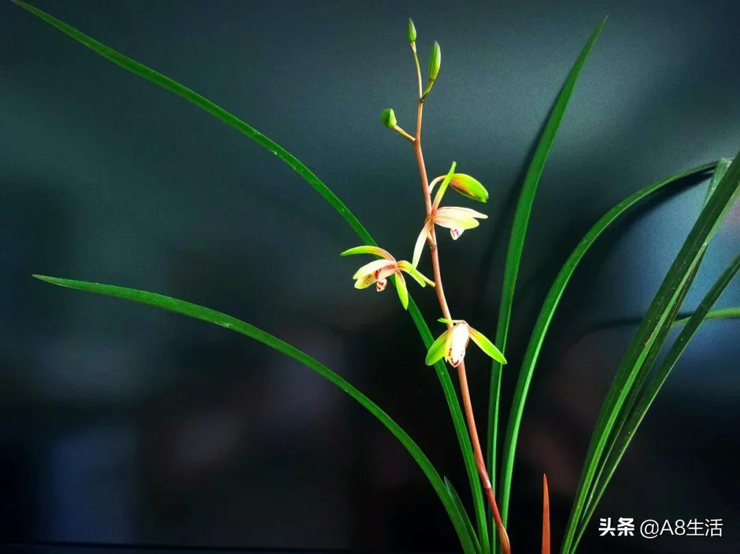 愿如兰花,独有清雅