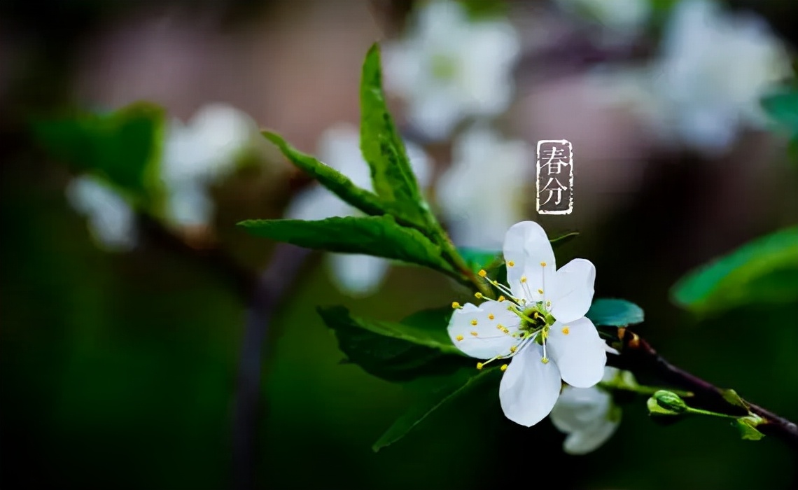 春日诗集-春日正好，莫负好时光，一起来感受诗友笔下的别样春意