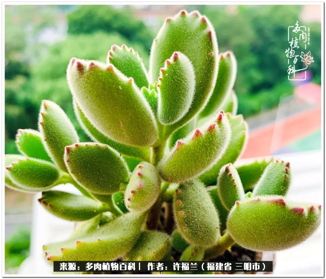 养多肉两年,美丽与赏心悦目并存