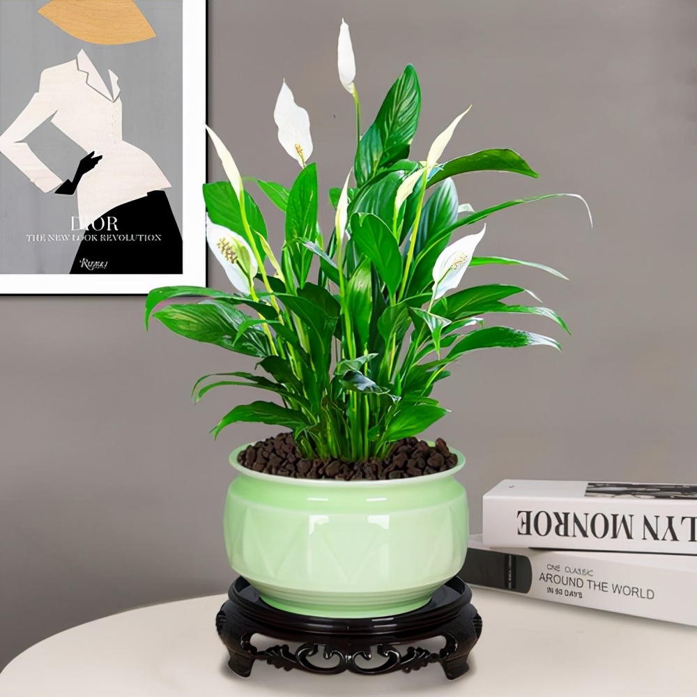 12种吉祥花,适合养在家里,鸿运当头一帆风顺,名字全都响当当