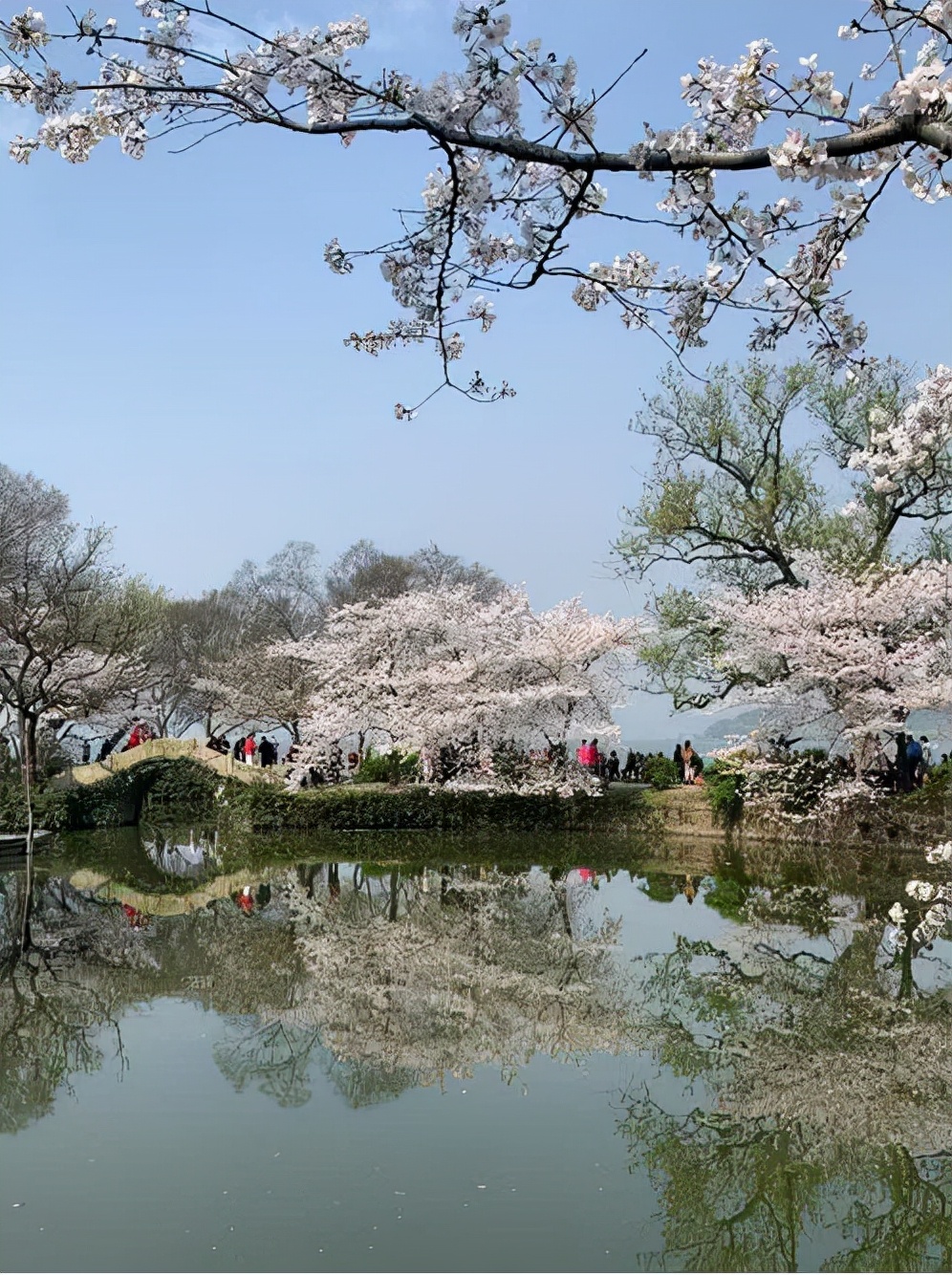 万里云 | 芳心寸寸情依旧，霞彩年年绘早春（樱韵读春格律十二首）