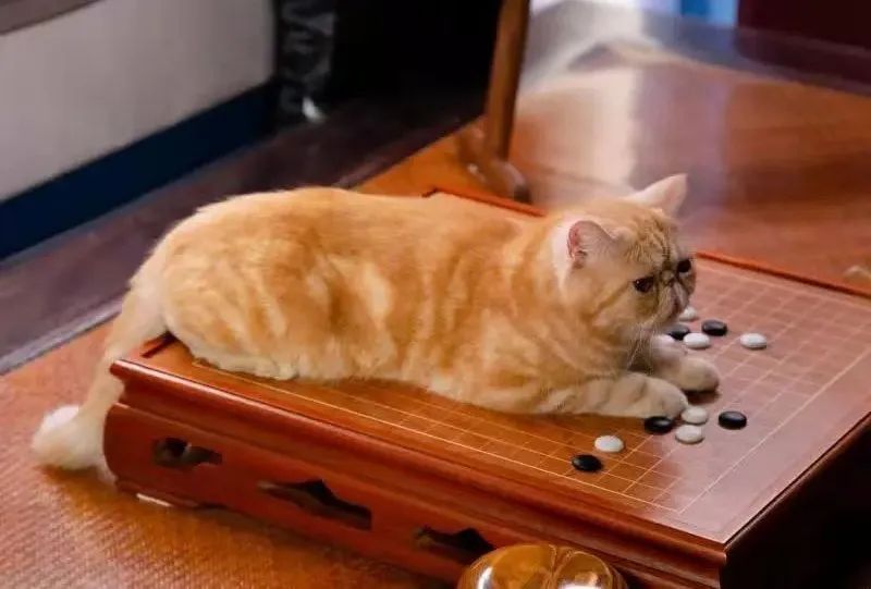 我可是拥有“三岁画老”天赋的小猫咪