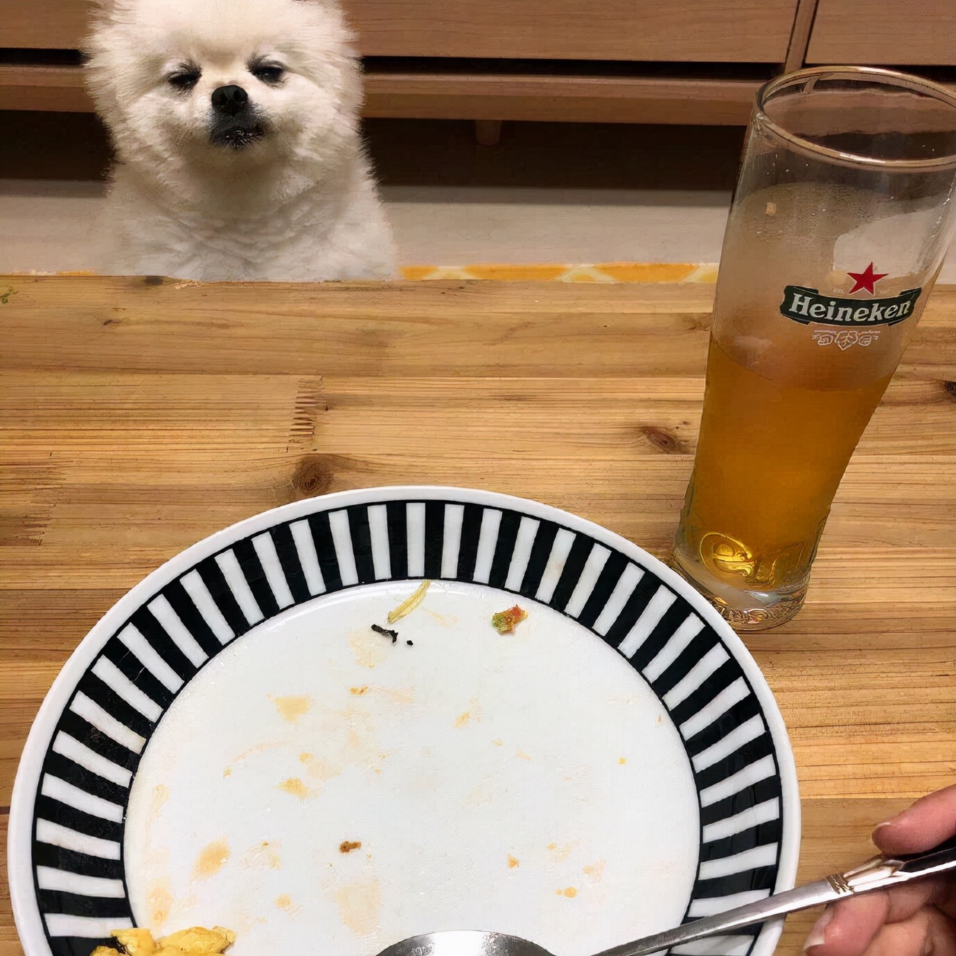 狗狗能吃蛋糕吗（狗狗不能吃的食物很多主人都喂过）