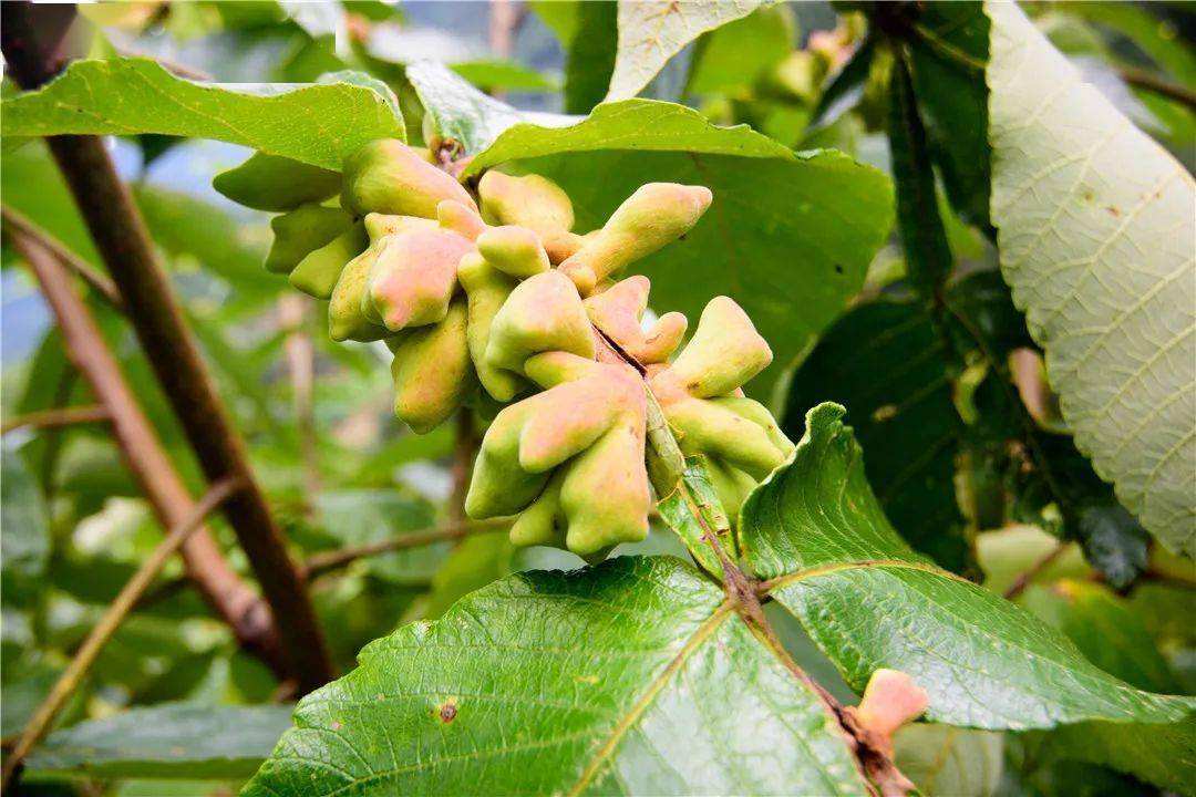 盐肤木的功效与作用(五倍子是什么) - 行就行