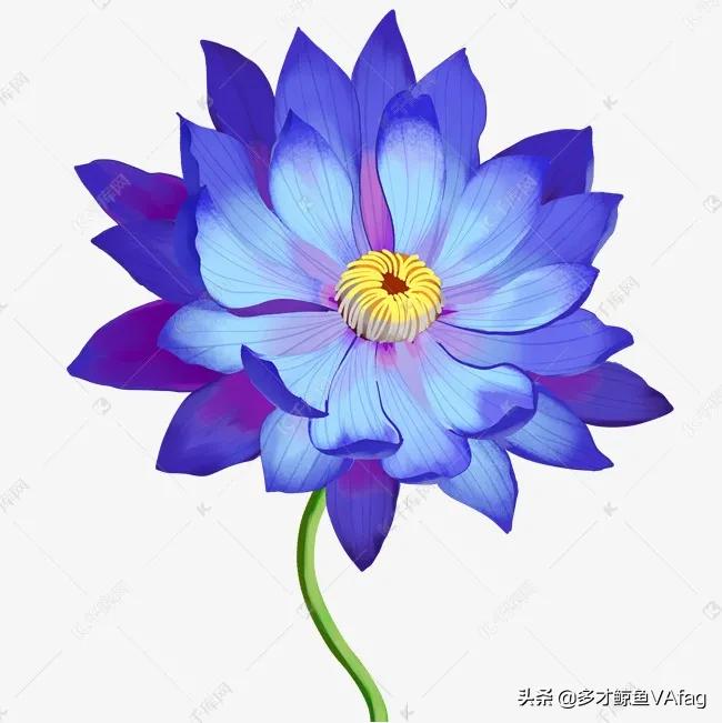 蓝荷花图片(古代有这样一种说法蓝色莲花则代表智慧)