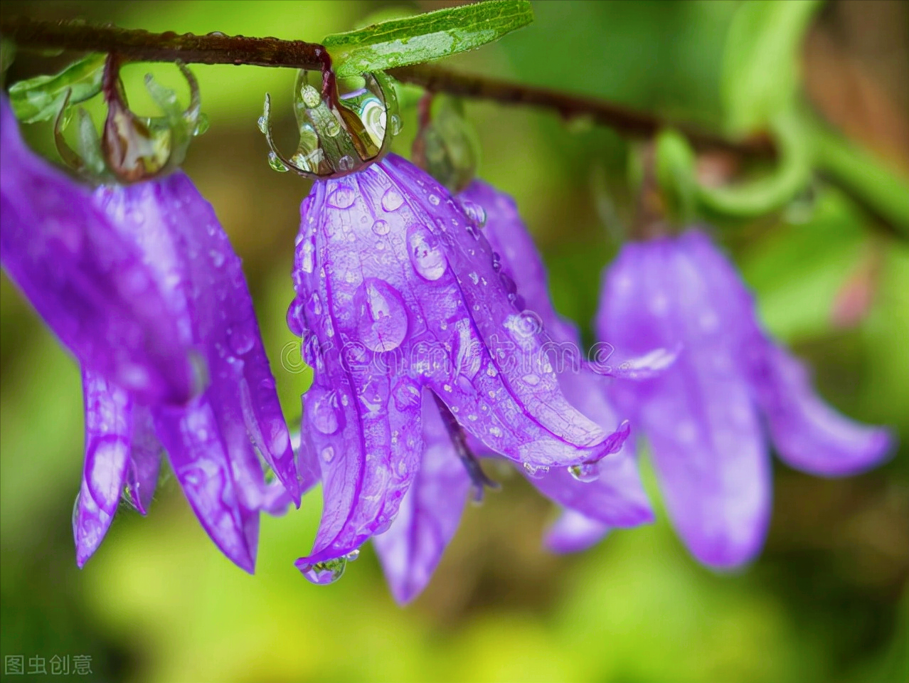 一花一世界,一叶一菩提,鲜花无语胜有声,紫色花开诉情话