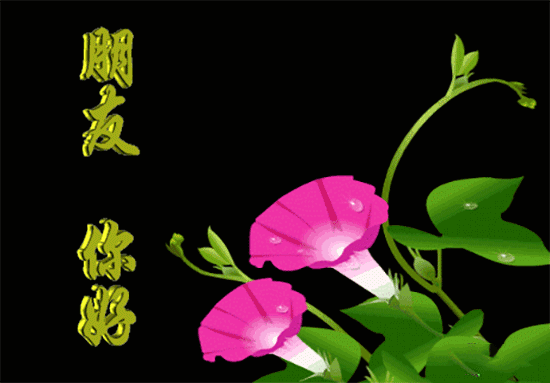 今日早上好表情包图片动态带鲜花 以积极的心态生活 发现美好的东西图片