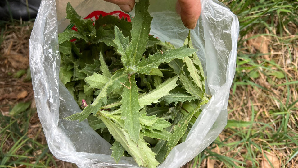 七七菜饺子馅做法大全（鲜嫩营养高的刺菜包饺子吃真香）