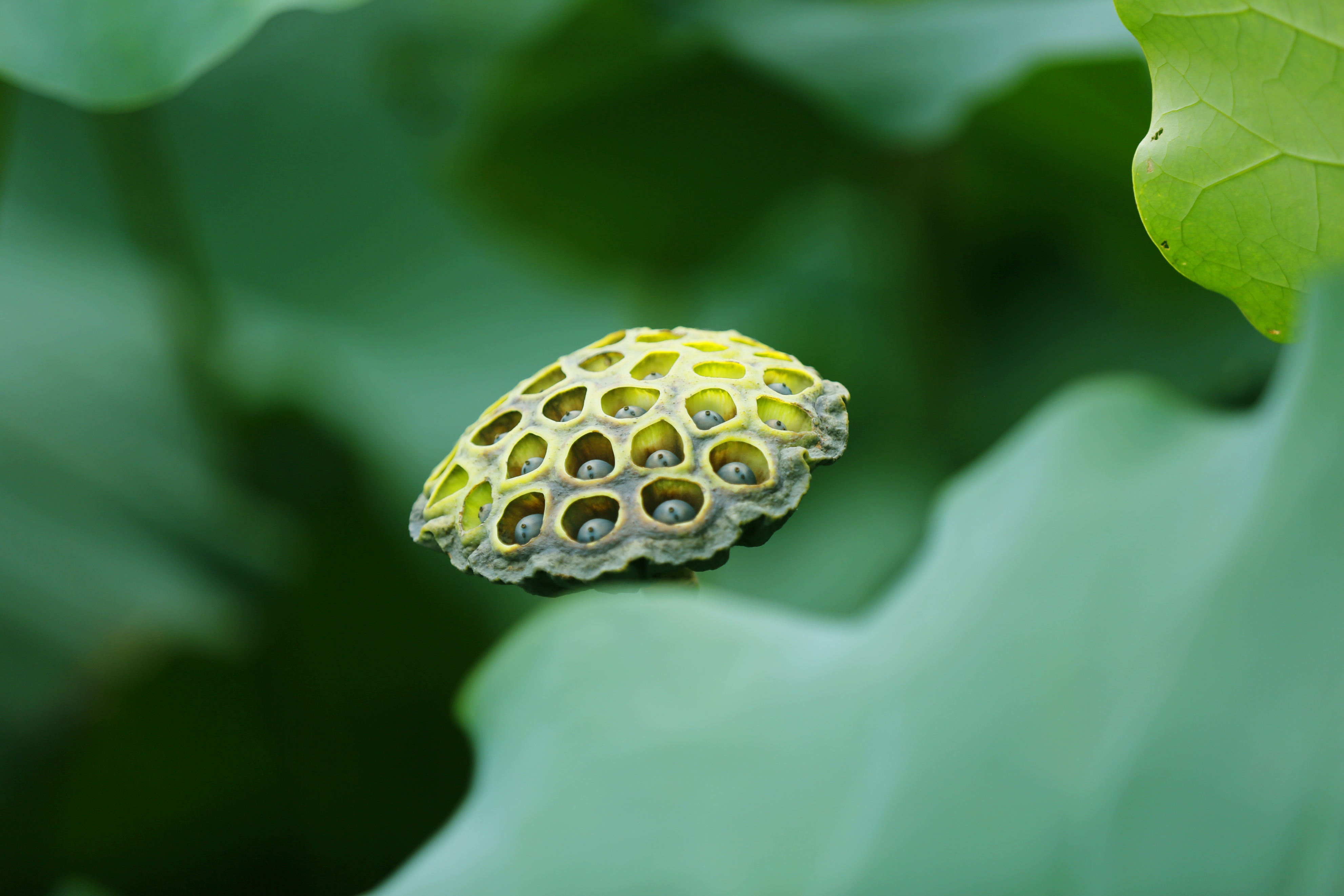 摄影作品:美到极致荷花开-我的快乐小窝