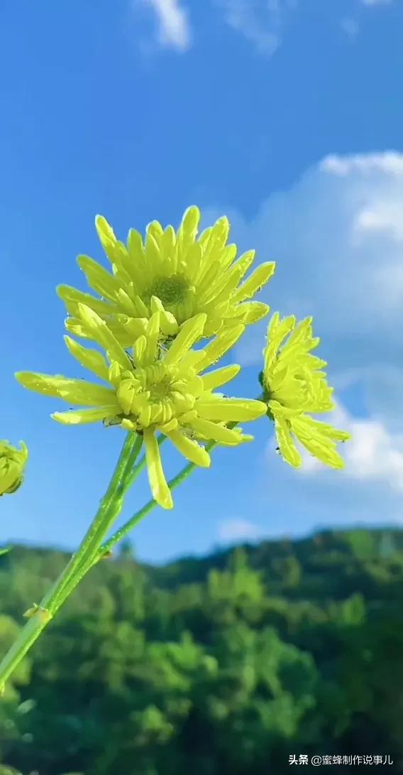 蓝天白云，百花盛开，姹紫嫣红