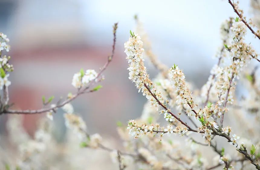 二十四节气丨雨水