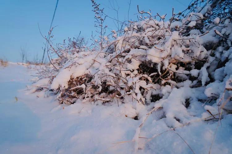 雪落无声心有痕，回到故乡来看雪