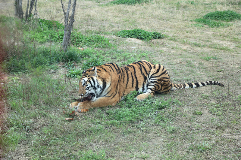 虎福齊臨門，春風(fēng)踏青來(lái) 臨泉魔幻動(dòng)物園4月1號(hào)恢復(fù)開放