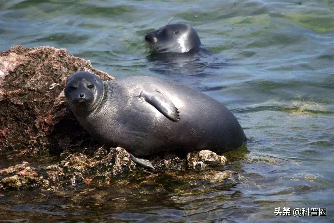 贝加尔湖是淡水湖，又远离海洋2000多公里，为什么会有海洋生物？