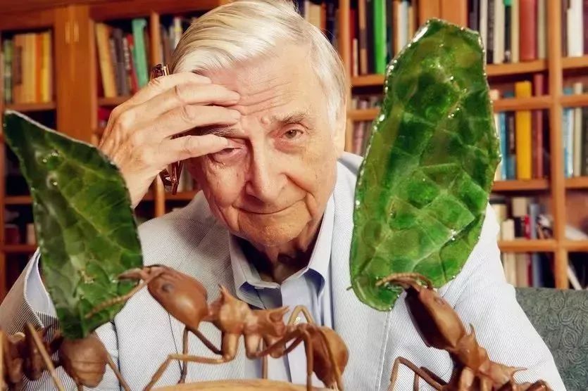 达尔文之后最伟大博物学家，爱德华·威尔逊遗作：与蚂蚁相伴80多年的故事