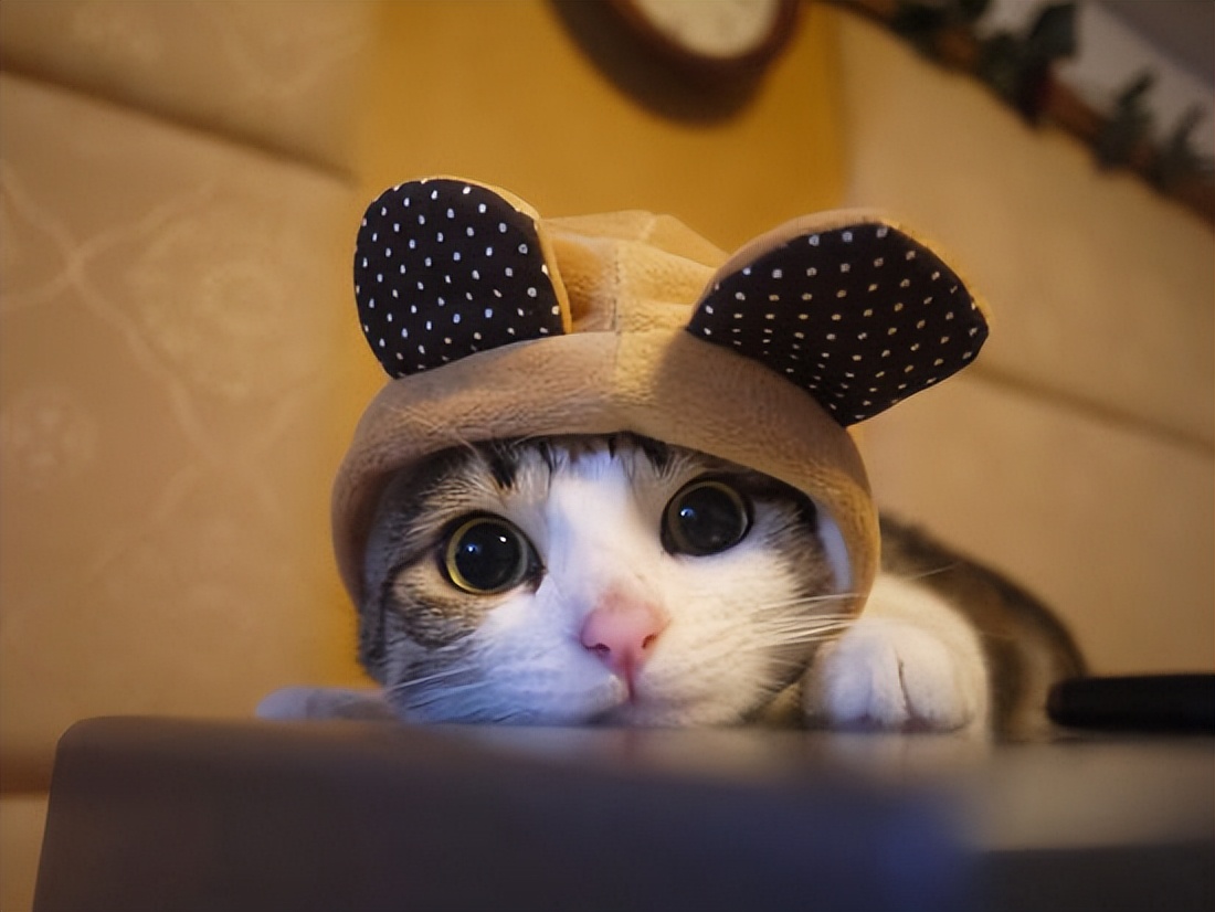 超萌《瓜皮猫》你可能早就见过的网路红猫