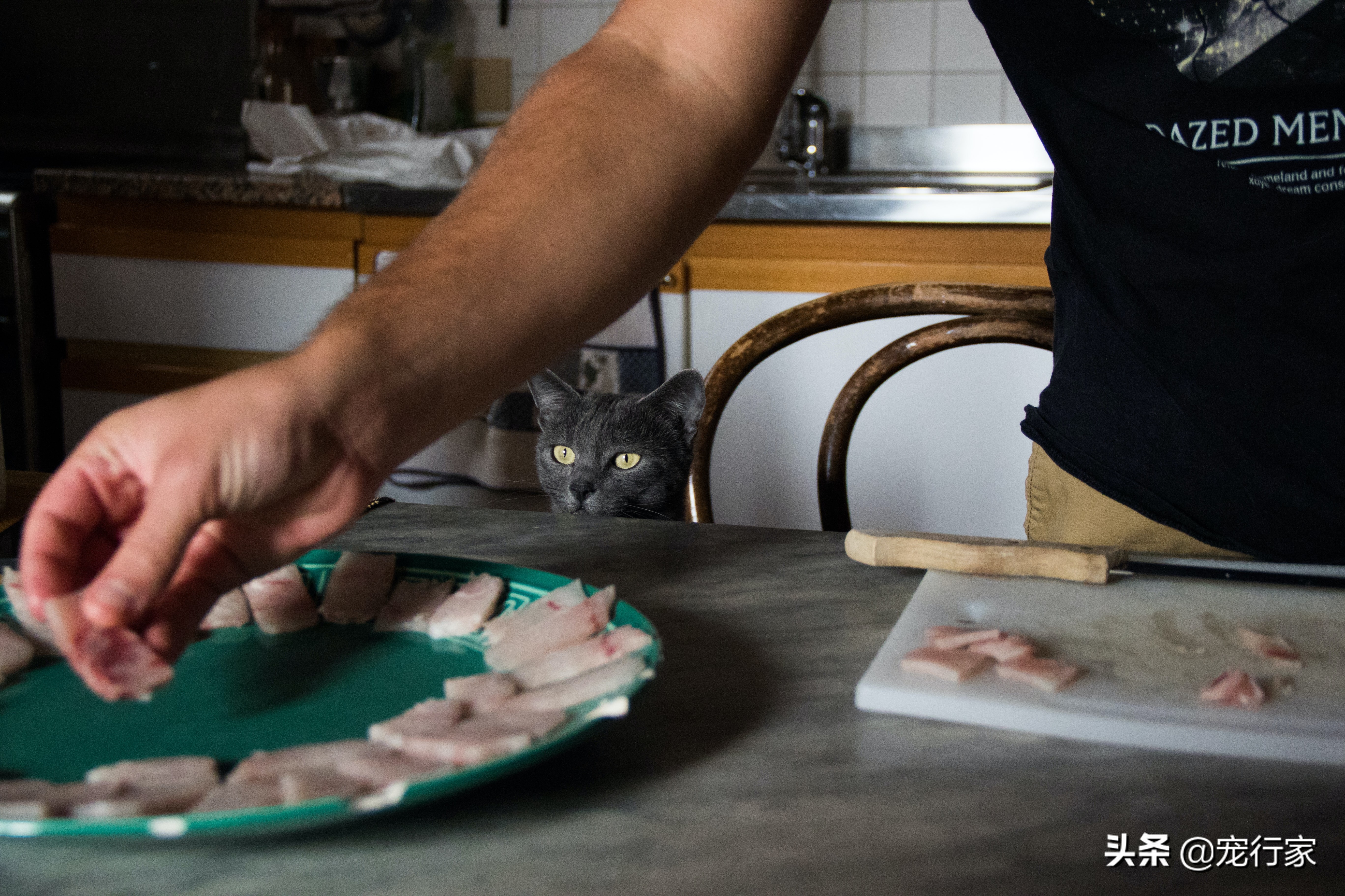 喂食猫咪要做的三件事和不要做的两件事，猫如何吃才能更好？