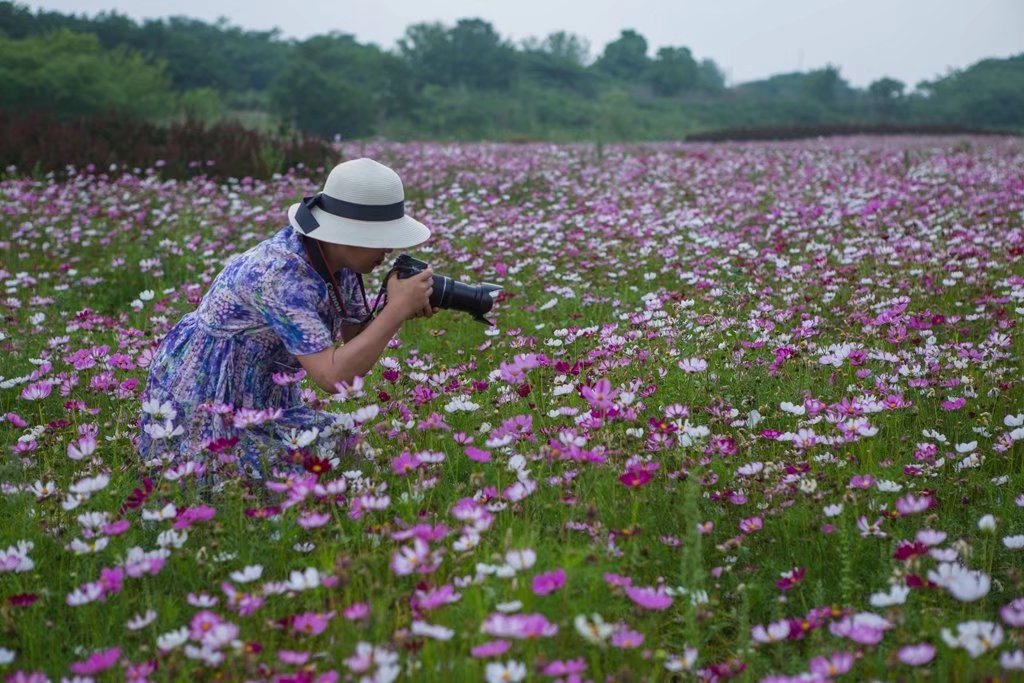 马场山生态旅游村 八瓣格桑花 找到幸福 天天看点